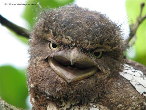 Juvenile Frogmouth Owl from Borneo | Juvenile Frogmouth Owl … | Flickr