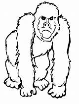 Ape Coloring Pages  Best For Kids sketch template