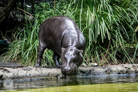 Melbourne Zoo, Parkville — mamma knows melbourne