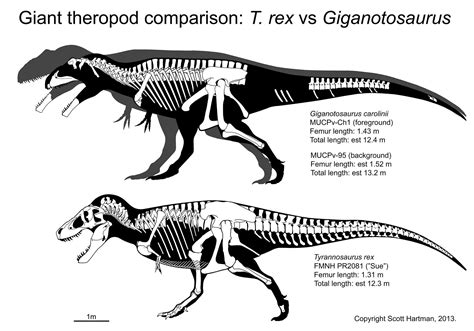 SkeletalDrawing.com | Let's move beyond just T. rex, to a question I think I've been asked a ...