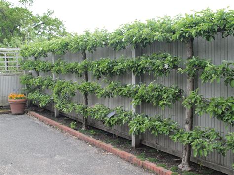 Creative Live Fence Plants Ideas - to block street view | Fruit tree ...