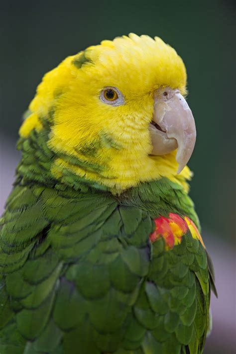 Small yellow and green parrot | Parrot, Bird breeds, Pet birds