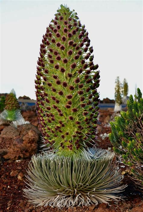 Silversword, a rare plant in Hawaii on the slopes of Haleakala.