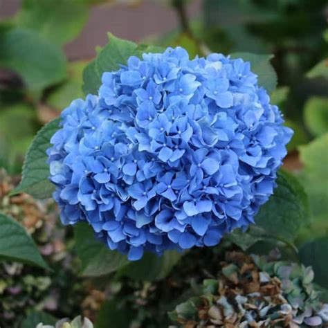 national PLANT NETWORK 4 in. Nikko Blue Hydrangea Shrub with Blue ...