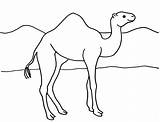 Dromedary Camel Coloring Page sketch template