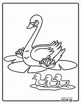 Swan Coloring Pages Free PDF Printables  Simply Love sketch template