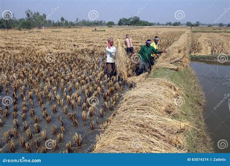 Farmer harvesting rice editorial stock image. Image of branch - 83874374