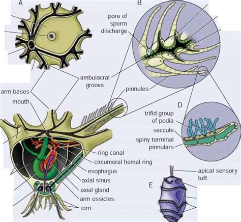 Sea lilies and feather stars - Reproductive Biology - GUWS Medical