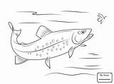 Rainbow Trout Drawing Sketch Coloring Page sketch template