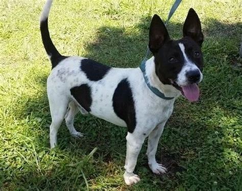 Jackson County Animal Shelter offers Teddy the Terrier for adoption ...