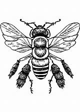 Honey Bees Coloring Page · Creative Fabrica sketch template