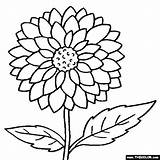 Zinnia Coloring Page At GetColoringscom  Free Printable Colorings sketch template