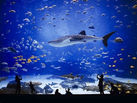 The World’s Largest Aquarium | My Modern Met