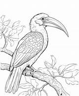 Premium Vector  Red Billed hornbill coloring Page sketch template