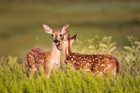 White tailed deer fawns, Shenandoah National Park Virginia (Photo credit to Richard Bernabe ...