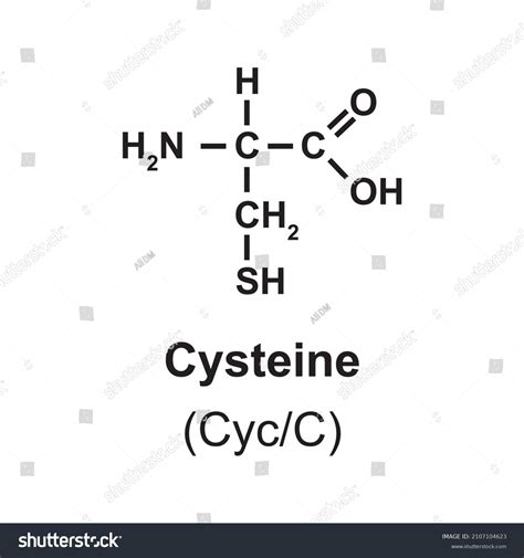 Cysteine Amino Acid Chemical Structure Vector Stock Vector (Royalty Free) 2107104623 | Shutterstock