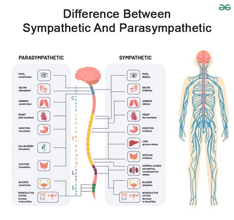 Difference Between Sympathetic And Parasympathetic - GeeksforGeeks