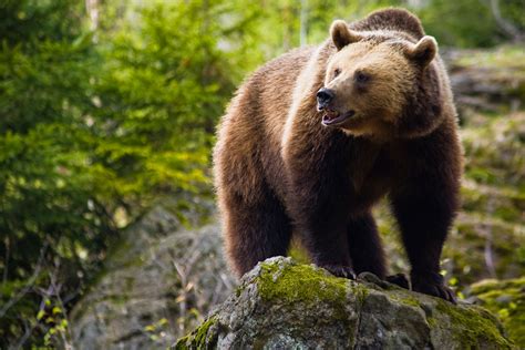 Grizzly Bear Science - GOABC Guide Outfitters Association of British ...