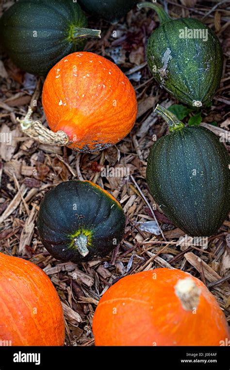 Pumpkin and squash in glass house Stock Photo - Alamy