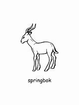 Springbok coloring pages sketch template