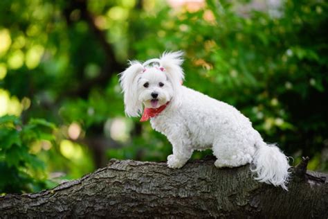 Maltipoo Colors: 4 Common & 2 Rare Ones | Hepper