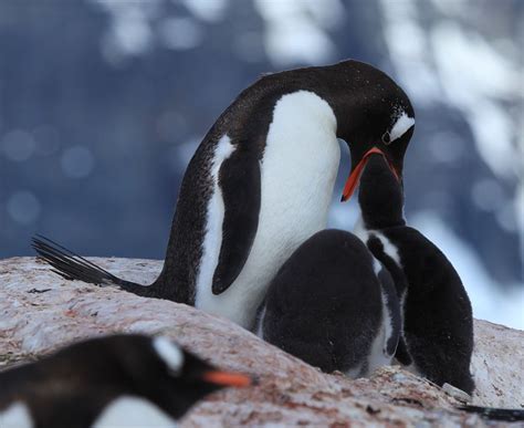 How Do Penguins Feed Their Baby? - Penguins Blog