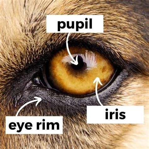 What Is The Rarest Dog Eye Color