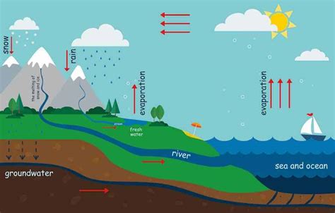 What Is The Water Cycle: Explanation With Diagram - Survival World