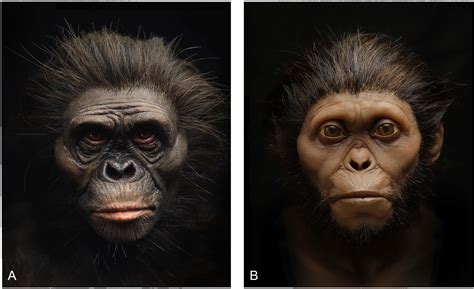 Frontiers | Visual Depictions of Our Evolutionary Past: A Broad Case ...