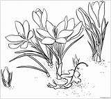 Crocus Coloring Page  Free Printable Pages sketch template