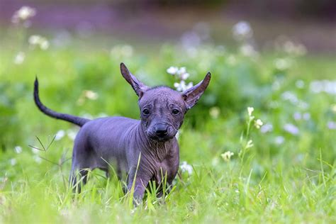 Miniature Xoloitzcuintli Puppy Photograph by Diana Andersen - Fine Art America