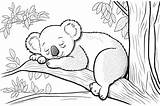 Koala Bear Coloring Page sketch template