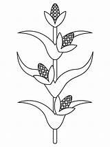 Corn Stalk coloring Page  ColouringPages sketch template