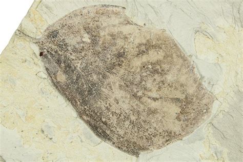 1.65" Miocene Fossil Leaf - Augsburg, Germany (#254143) For Sale - FossilEra.com