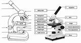 microscope Parts Introduction drawing For Students  Coloring Pages sketch template
