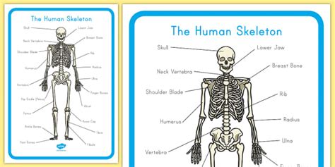 Label The Skeleton Worksheet