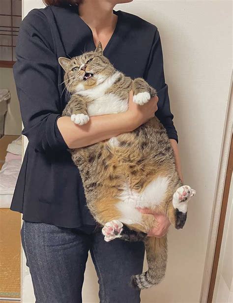 Big chonk cat in Japan proves that felines can in fact be rectangles ...