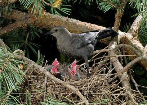 Brewer's Blackbird at nest Photograph by Damon Calderwood - Fine Art America