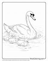 100  Swan coloring pages Free PDF To Print Woo Coloring sketch template
