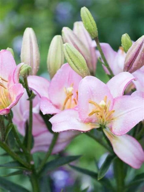 What is the Spiritual Meaning and Symbolism of Lilies?