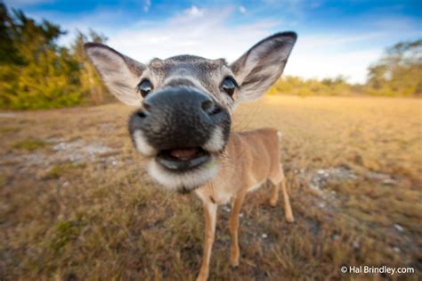 Where to See Key Deer in the Florida Keys - Travel 4 Wildlife