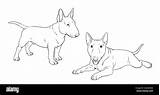Bull Terrier Puppy Cute Dogs Puppies Coloring Template Digital  sketch template