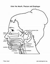 Mouth Pharynx And Esophagus Coloring Page sketch template