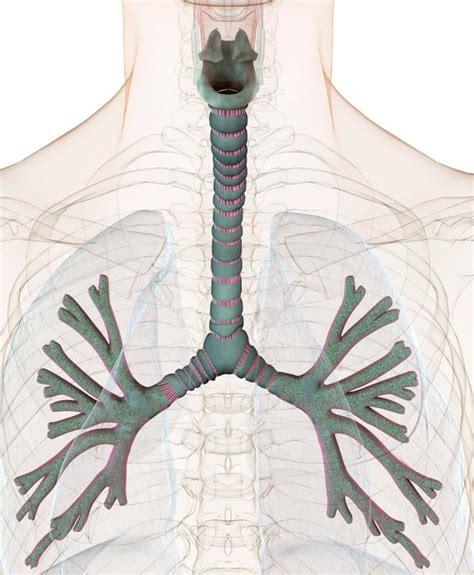 What are Bronchial Tubes? (with pictures)