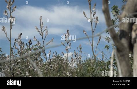 Pollination in plants Stock Videos & Footage - HD and 4K Video Clips ...