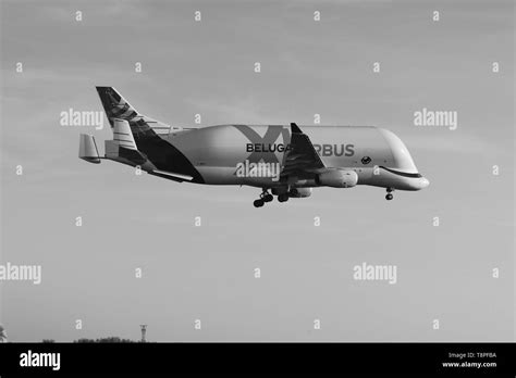 Airbus new Beluga XL landing for the first time at Hawarden airport Stock Photo - Alamy