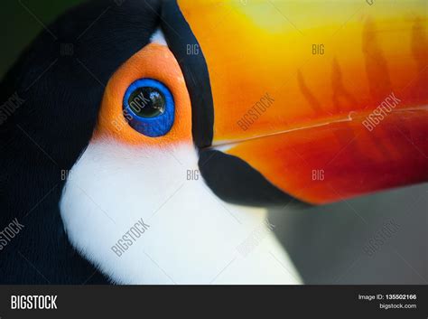 Toucan's Eye Image & Photo (Free Trial) | Bigstock