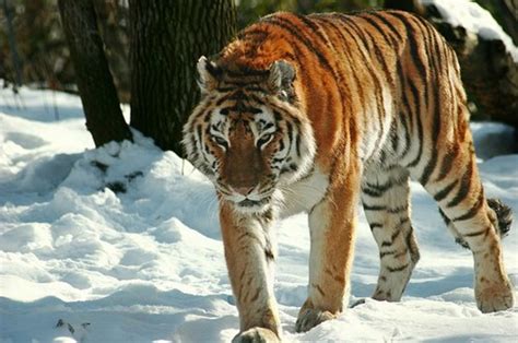 A List of the World's Top 10 Most Endangered Animals & Species | Owlcation