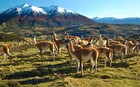 Patagonia Wildlife Safari - Torres del Paine - AdventureSmith