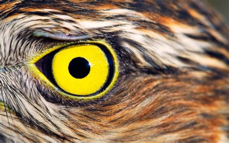 Wallpaper : birds, animals, yellow eyes, closeup, wildlife, bird of prey, owl, beak, Iris, eye ...